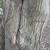 Tilia tomentosa