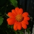 flower in summer in Moore County