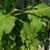 Leaves in summer in Moore County