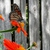 Flower with Monarch in the summer in Moore County