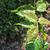 Toxicodendron Radicans