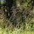 Tridens flavus