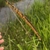 A large grass flower spike with many stamens hanging from spike