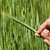 triticale grass with spikes of grain. Hand holding one spike.