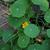 Tropaeolum