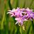 Tulbaghia violacea