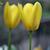 Tulipa spp.