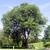 Ulmus americana