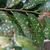 Ulmus pumila