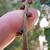 Buds