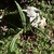 Lycoris radiata