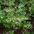Vaccinium stamineum form in spring in Moore County