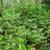 Vaccinium stamineum form in spring in Moore County