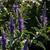 Veronica