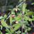 Viburnum obovatum