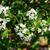 Viburnum obovatum