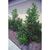 Viburnum odoratissimum