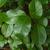 Viburnum rufidulum's leaves in the summer in Moore County