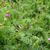 Vicia sativa
