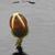 Victoria 'Longwood Hybrid' flower bud