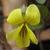 Viola hastata