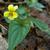 Viola hastata