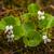 Viola renifolia