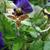 Viola spp.
