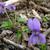Viola spp.