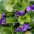 Viola spp.