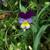 Viola tricolor leaves and flower.