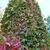 Parthenocissus quinquefolia