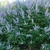 Shrub with terminal panicles of small purple flowers.