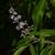 Vitex negundo
