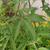 Vitex negundo