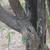 Vitex negundo