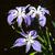Flower in pond pots (1.5 ft. of water) in spring in Moore County