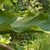 Side view of the leaf showing undulate margin