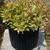 Weigela florida 'Sunset' PP23,212