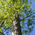 white oak in spring brunswick nature park skdavidson
