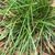 Green, grass-like foliage.