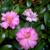 Camellia 'Winter's Interlude'