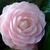 Camellia 'Winter's Rose'