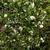 Camellia 'Winter's Snowman'