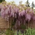 Vine on wall with hanging clusters of purple flowers