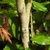 Bark