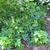 Form as groundcover