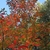 Fall Color- Mecklenburg Co.