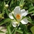 White flower