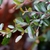 Branch and leaves